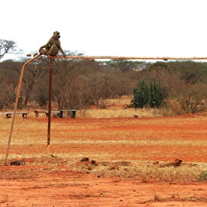 A baboon sits on a rusty goal of an unused soccer stadium in Kenyas Tsavo West national park