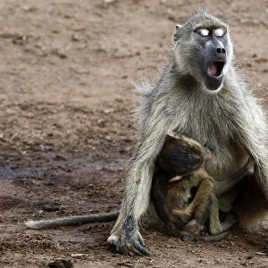 A baboon yawns while breastfeeding its baby at the Tsavo West national park within the