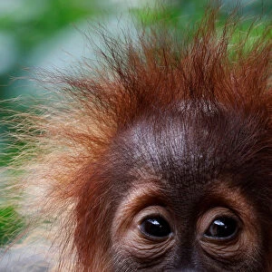 A baby orangutan looks on at the Singapore Zoo