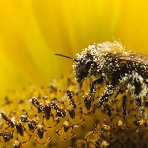 A bee collects pollen from a sunflower in Utrecht