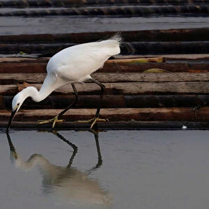 A bird is reflected in water at Laguna de Bay in Muntinlupa, Metro Manila