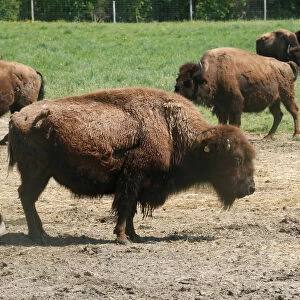 Bisons are seen in a farm near Avenches