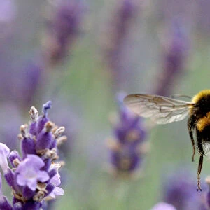 A bumblebee flies beyond lavender blossoms in Vienna
