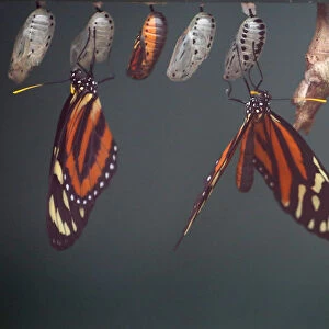 Butterflies sit on cocoons during an event to launch the Sensational Butterflies