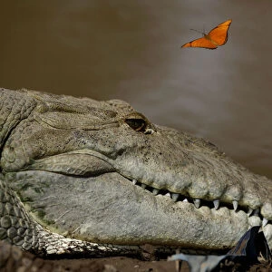 A butterfly flies over a large crocodile in the Tarcoles River, a river with one of