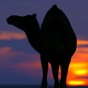 CAMELS GRAZE AT SUNSET IN KUWAIT DESERT