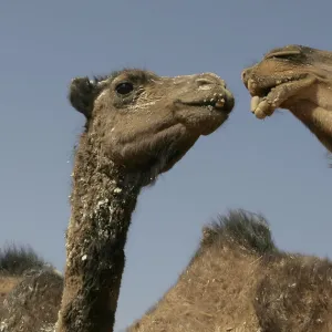 Algeria Collection: Tindouf