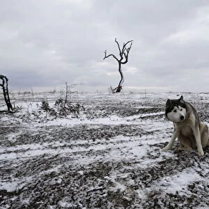 A dog sits on a field where migrants have crossed the border between Serbia and Macedonia