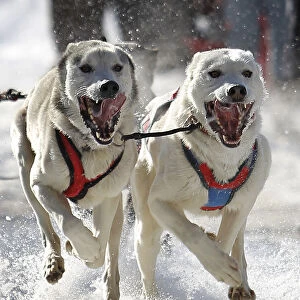 Dogs competes during the Grande Viree dog sled race in the streets of the Old Quebec at