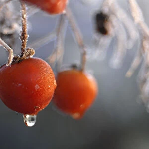Early morning frost covers tomatoes in a North Yorkshire garden near York