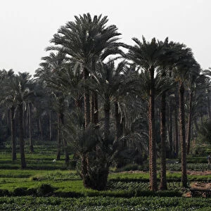 Egyptian farmers work around date palm trees at a farm on the outskirts of Cairo