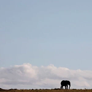 An elephant walks through the Msai Mara National Reserve