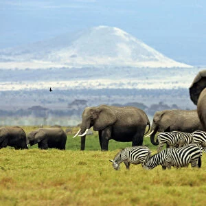 A family of elephants walk at dawn in Amboseli National Park in southeast Kenya near