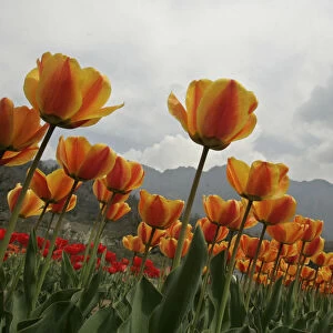 General view of tulips is seen after it was inaugurated by Sonia Gandhi in Srinagar
