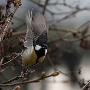A great tit picks up to fly on a winter day in Warsaw