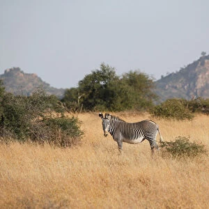 Kenya Greetings Card Collection: Wildlife