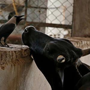 A grey crow and cow pictured in a Gaushala or cow sanctury in Barsana
