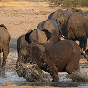 A group of elephants are seen at a watering hole inside Hwange National Park