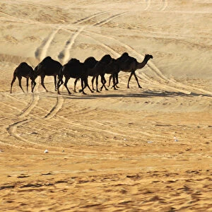A herd of camels walk during the Mazayin Dhafra Camel Festival in Al Gharbia (the