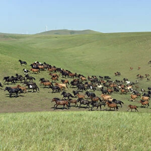A herd of horses run on a grassland in Xilin Gol League