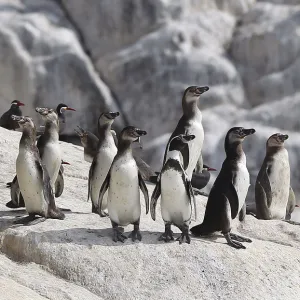 Humboldt penguins are seen at Isla de Asia