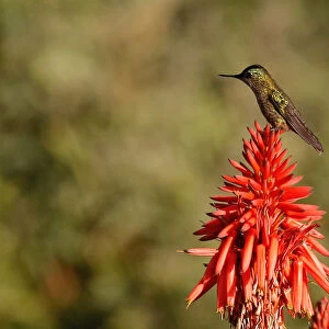 A humming bird stands on a plant at a public square in Vina del Mar