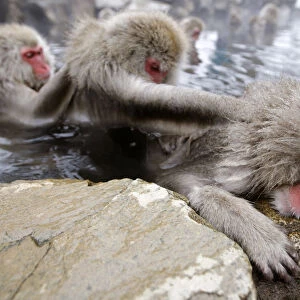 Japanese monkeys gather to soak in hot spring at snow-covered valley in Yamanouchi town