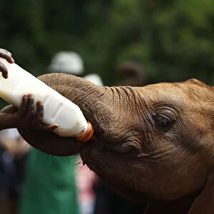 Keeper feeds an orphaned elephant with a bottle of milk at the David Sheldrick Wildlife