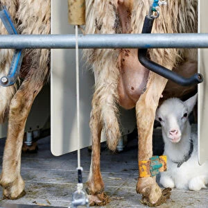 A lamb is seen during the milking of sheep in a factory producing a hard and salty