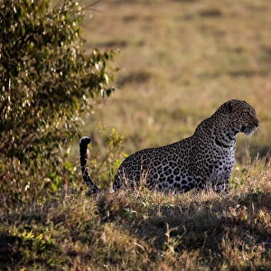 A leopard sits in the grass in the Msai Mara National Reserve