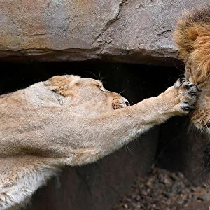 A lioness takes a swipe at Bhanu the Asiatic lion during an event to publicise World
