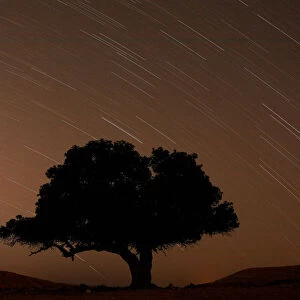 A long exposure shows stars behind a tree during the annual Perseid meteor shower near