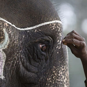 A mahout decorates his elephant using chalk while preparing for the Elephant Festival