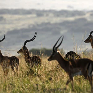Male Impala antelopes graze on the plains of the Masai Mara game reserve
