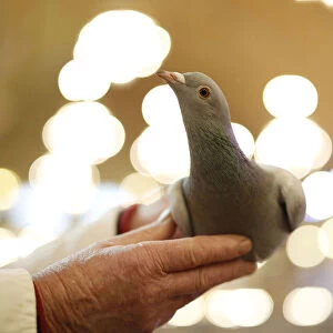 A man holds a pigeon during the British Homing World show of the year at Blackpool s