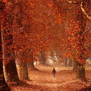 A man walks through a garden on an autumn day in Srinagar