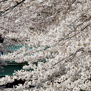 A man watches cherry blossoms in bloom at a park in Tokyo