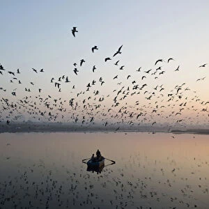 Migratory birds fly above men rowing a boat on the Yamuna river in the old quarters
