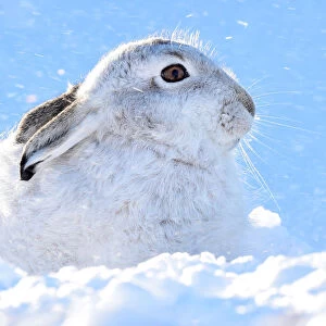 A mountain hare shelters from the snow on the top plateau of a mountain in the Cairngorms