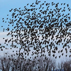 A murmuration of of Starlings fly at dusk over the Piermont Marsh along the Hudson River