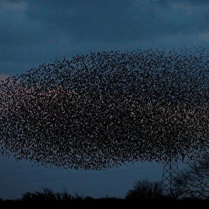A murmuration of starlings is seen across the sky near the town of Gretna Green
