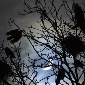 Uccelli volano e si posizionano sugli alberi durante un'eclissi solare parziale che viene vista vicino a Bridgwater Uccelli volano e si posizionano sugli alberi durante un'eclissi solare parziale che viene vista vicino a Bridgwater