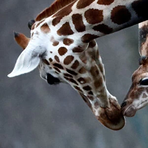 Newborn baby giraffe Ella is pictured with her mother in the Tierpark Zoo in Berlin