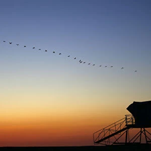 Pelicans fly over a lifeguard tower after the sun set in Carlsbad, California