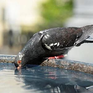 Pigeon drinks water from a fountain on a hot summer day in Brussels