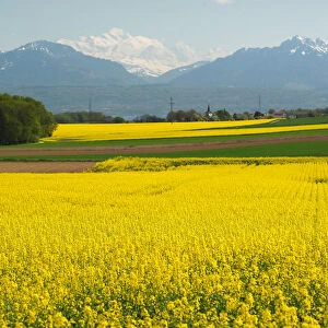 A rapeseed field is pictured in front of the Mont-Blanc mountain near Cossonay