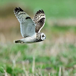 A rare short-eared owl flies in daylight on the island of Skomer, Pembrokeshire
