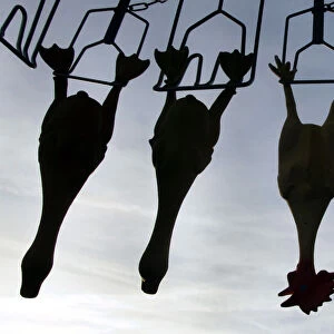 Rubber chickens hang in a mobile poultry culling machine during its first presentation