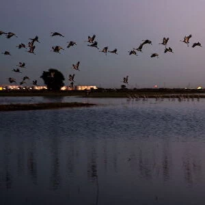 Sandhill cranes land in flooded fields to roost for the night at the Sandhill Crane