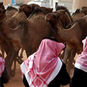 Saudi men stand next to camels as they participate in King Abdulaziz Camel Festival in